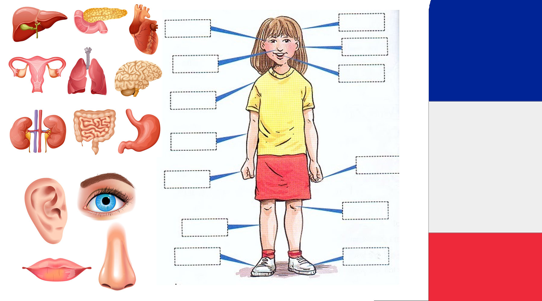 body-organs-in-french-4